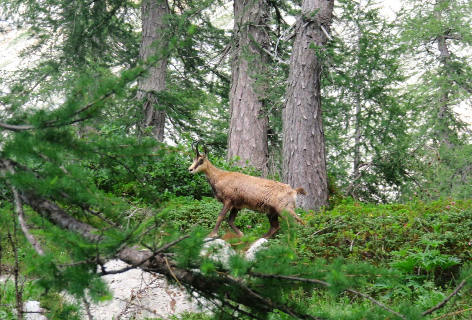 3-Day 10 Peaks Julian Alps Traverse 3 day 10 peaks julian alps traverse 04