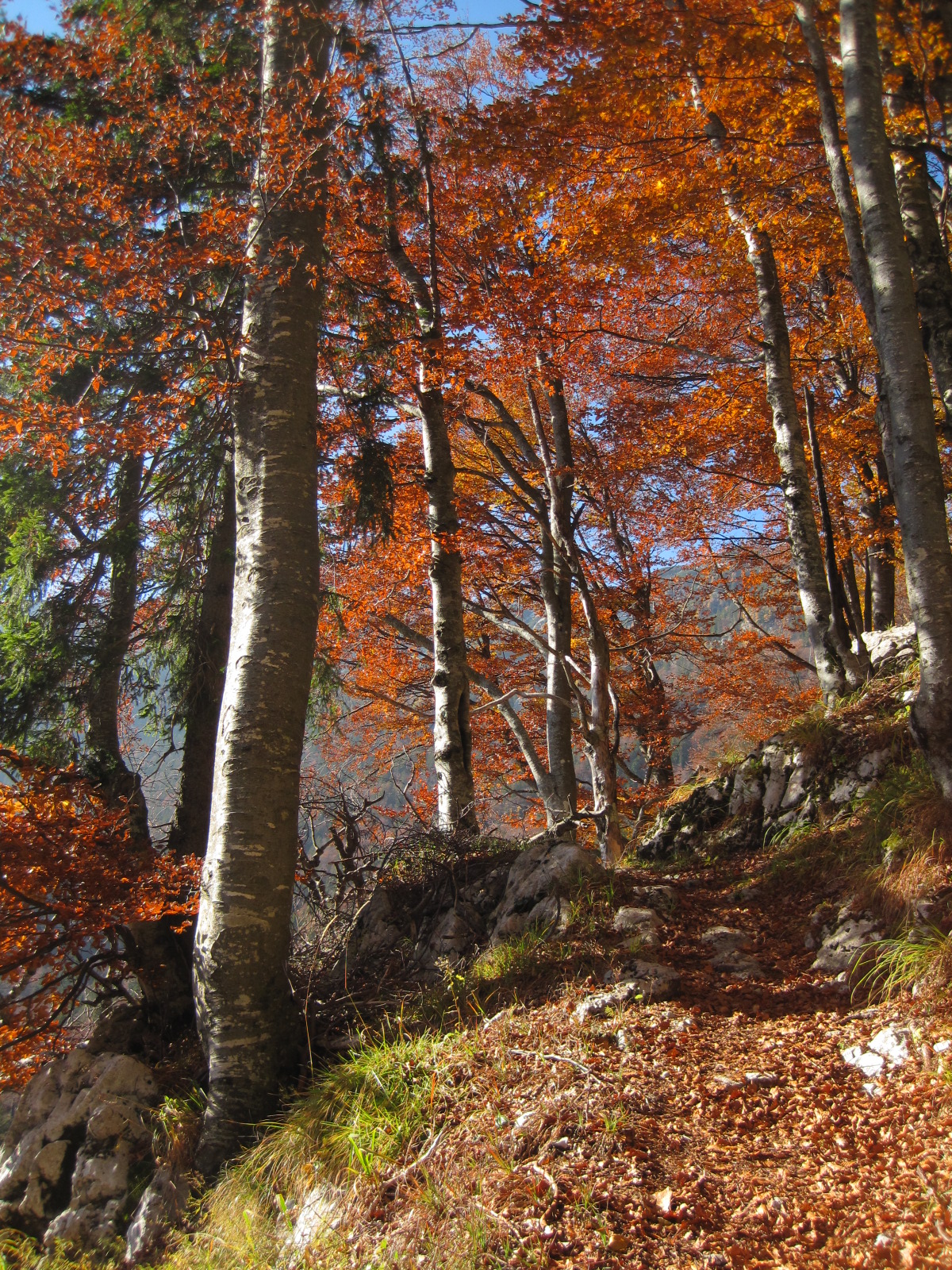 oktober, okoli kaninskega pogorja, pl.baban 001