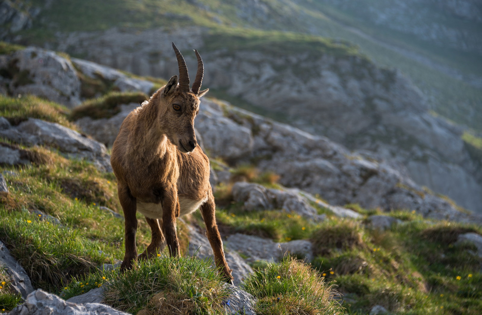 3-Day 10 Peaks Julian Alps Traverse alpine ibex in the morning in julian alps 2026 03 26 00 07 48 utc 2